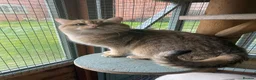 British Shorthair cats for sale: Super Nova Lovely Golden British Boy For Sale  - Advert 5