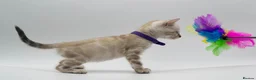 Bengal cats for sale: TICA Registered Brown & Snow Lynx Bengal Kittens - Advert 32
