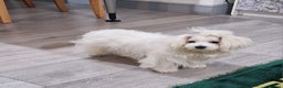 Maltese dogs for sale: Beautiful White Maltese - Advert 3