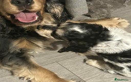 Cockapoo dogs for sale: 5 beautiful cockapoo's - Image 4