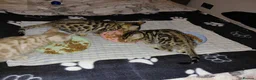 Bengal cats for sale: Pure Bengal kittens for sale - Advert 12
