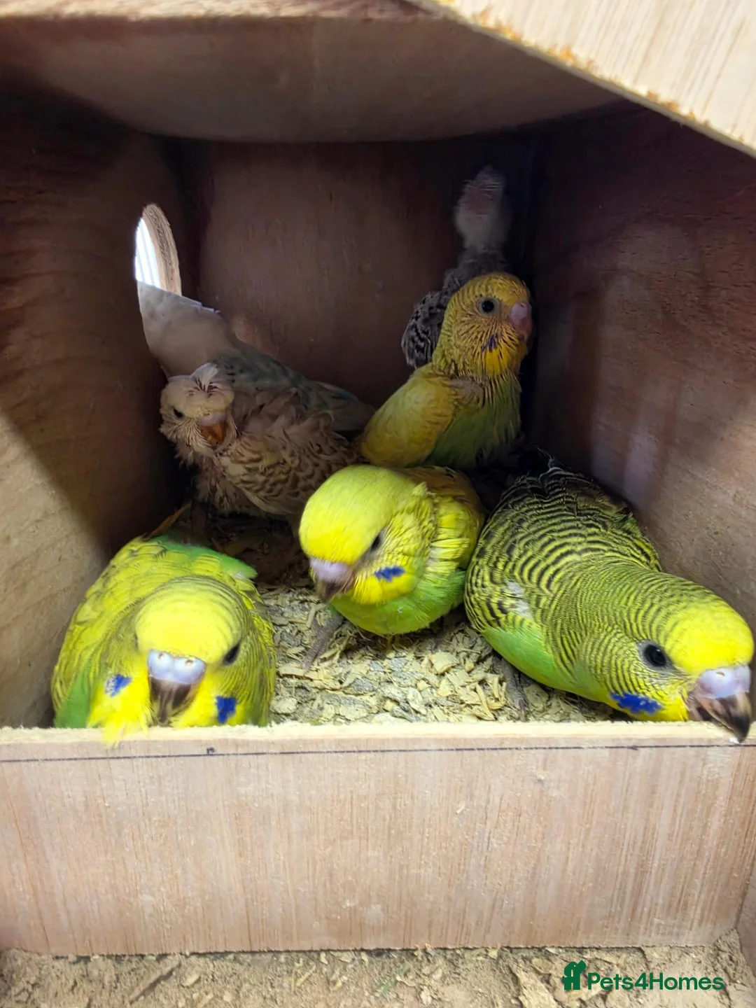 Budgerigars birds for sale: Baby Budgies - Advert 9