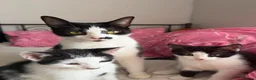 Mixed Breed cats for sale: 2 playful beautiful girls looking for new homes  - Advert 3