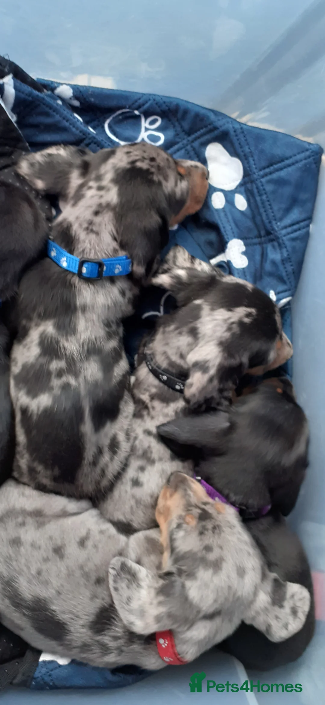 Dachshund dogs for sale: Miniature Dachshund puppies  in Falkirk - Advert 14