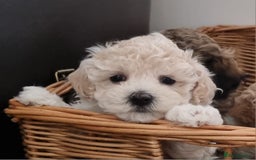 Maltipoo dogs for sale: Rare F2 Toy Maltipoos, DNA Clear + Basic Training - Image 25