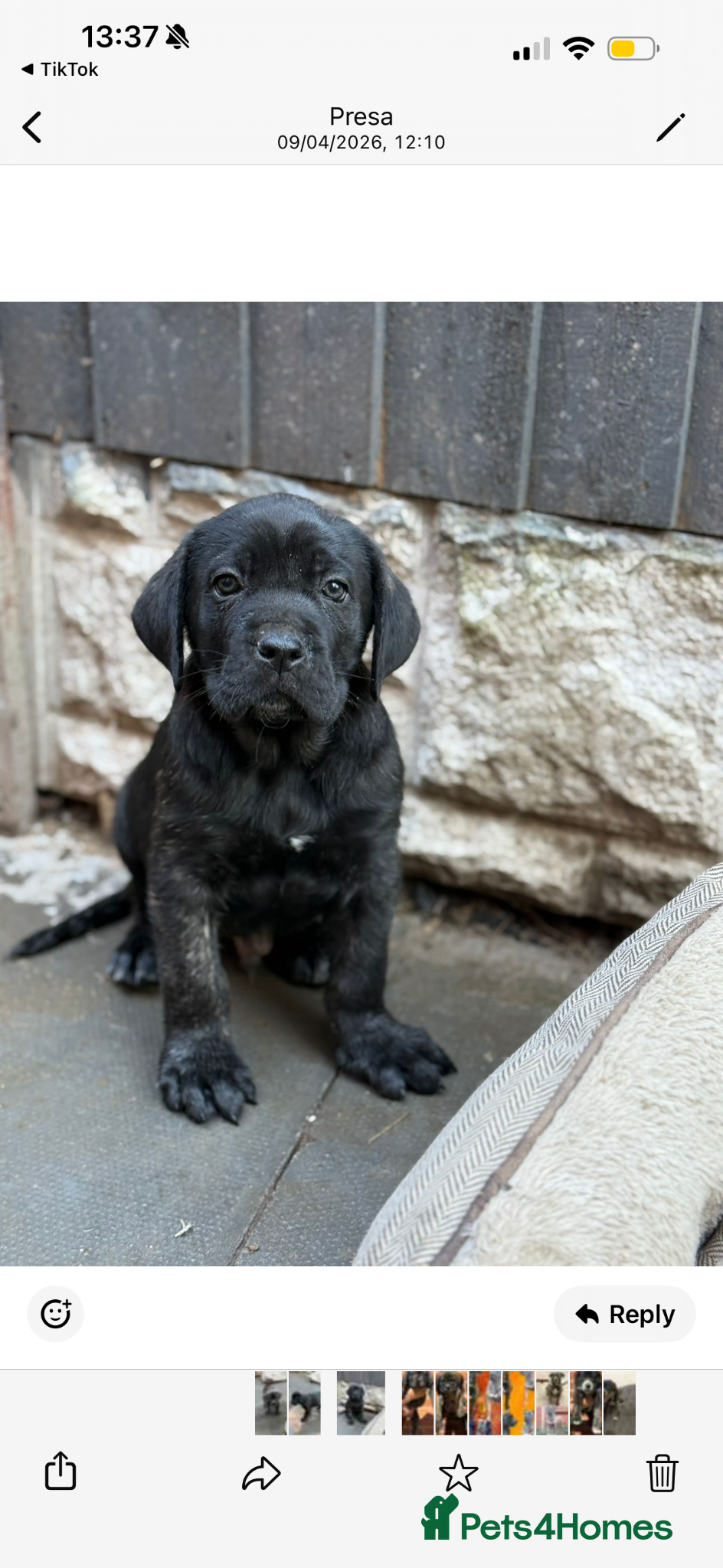 Presa Canario dogs Presa Canario  - Advert 6