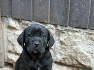 Presa Canario dogs Presa Canario - Advert 6