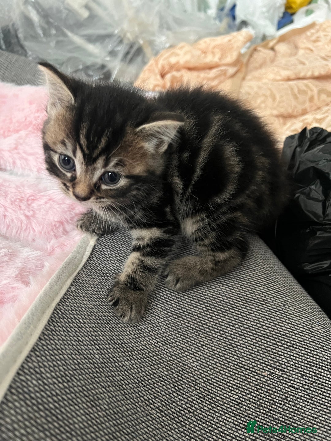 European cats for sale: Kittens available now taby ginger - Advert 22