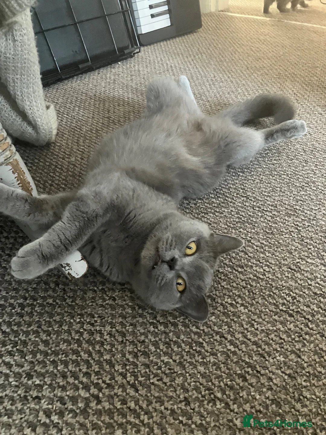 British Shorthair cats for sale: 💙 British Shorthair 💙 - Advert 5