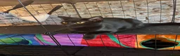 Bombay cats for sale: Bombay Kittens – 3 Boys & 3 Girls Available  - Advert 15