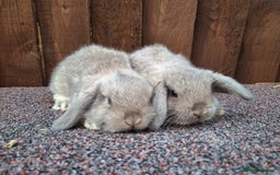 Mini Lop rabbits for sale: Beautiful Mini Lops - Image 5