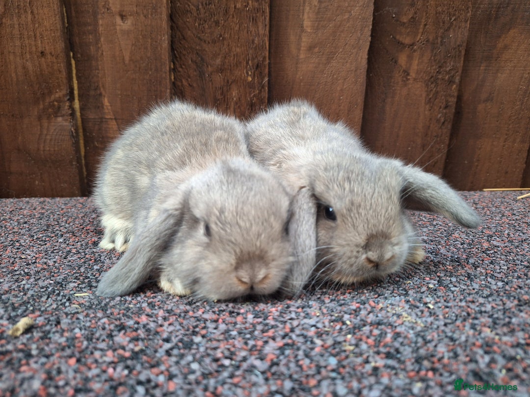 Mini Lop rabbits for sale: Beautiful Mini Lops - Image 5