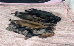 Miniature Dachshund dogs for sale: Beautiful miniature dachshunds L/H+S/H - Image 16