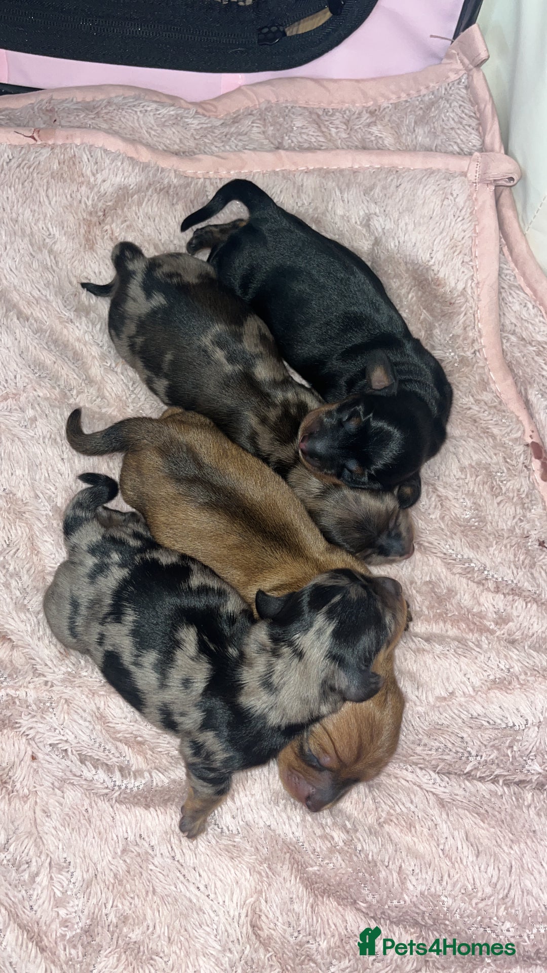 Miniature Dachshund dogs for sale: Beautiful miniature dachshunds L/H+S/H - Image 16