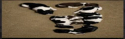 English Springer Spaniel dogs for sale: KC reg ESS pups sire OFTAW  - Advert 4