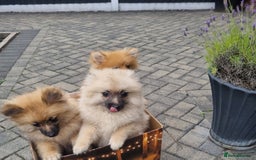 Pomeranian dogs for sale: Adorable Pomeraniums  in Bolton - Image 5