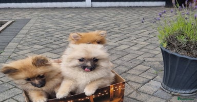 Pomeranian dogs in Bolton - Advert 2
