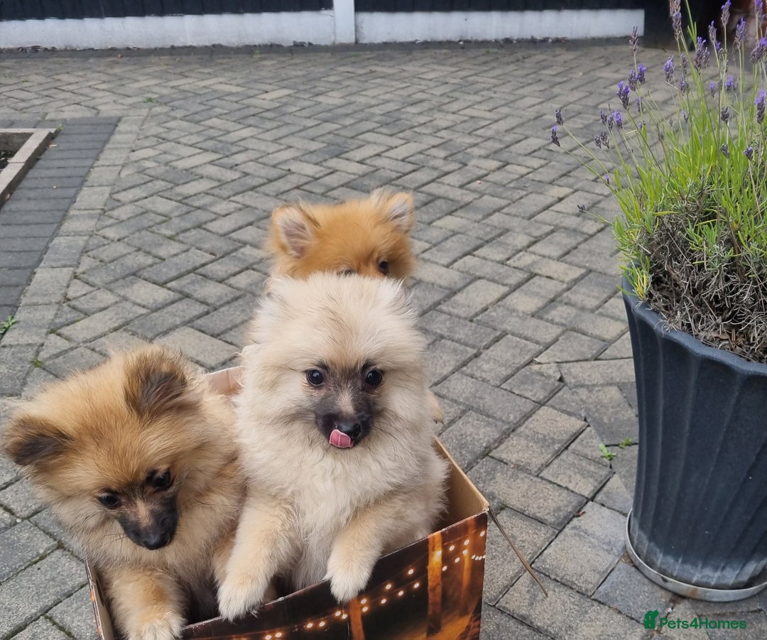Pomeranian dogs for sale: Adorable Pomeraniums  in Bolton - Image 5