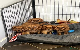 Cavalier King Charles Spaniel dogs for sale: stunning litter of KC registered Ruby Cavaliers - Image 2