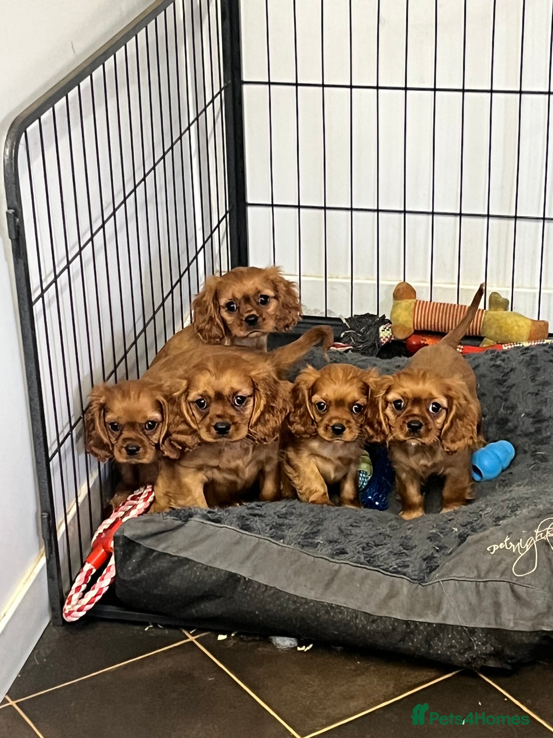Cavalier King Charles Spaniel dogs for sale: stunning litter of KC registered Ruby Cavaliers - Image 2