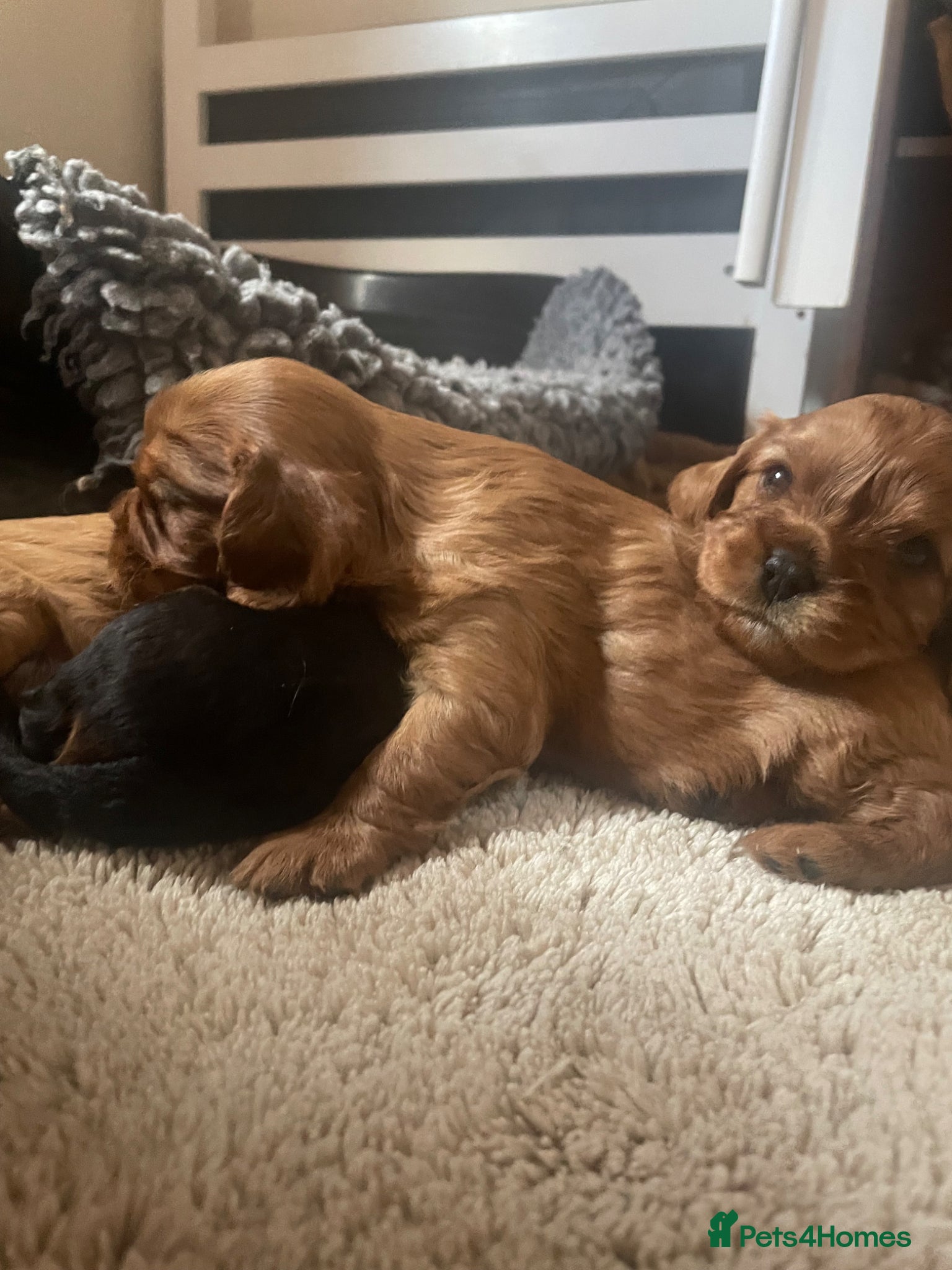 Cavalier King Charles Spaniel dogs for sale: King Charles cavalier babies  - Advert 36
