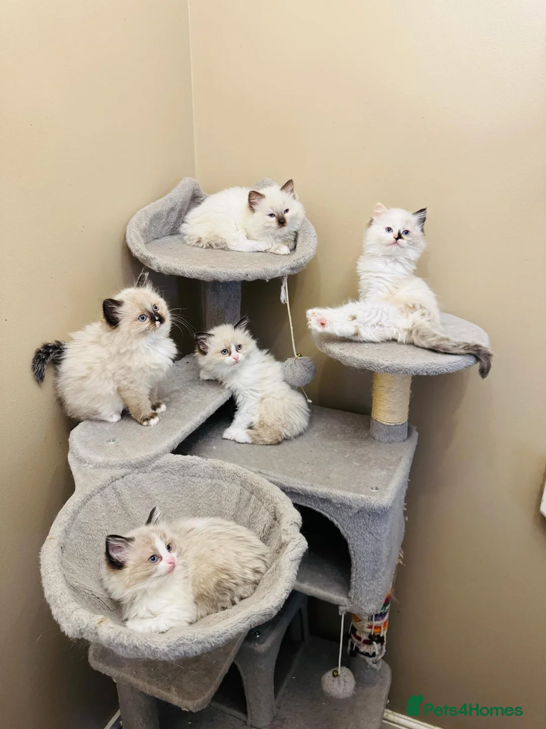 Ragdoll cats for sale: Ragdoll kittens  - Advert 1