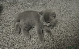British Shorthair cats for sale: Pretty British shorthair  - Image 6