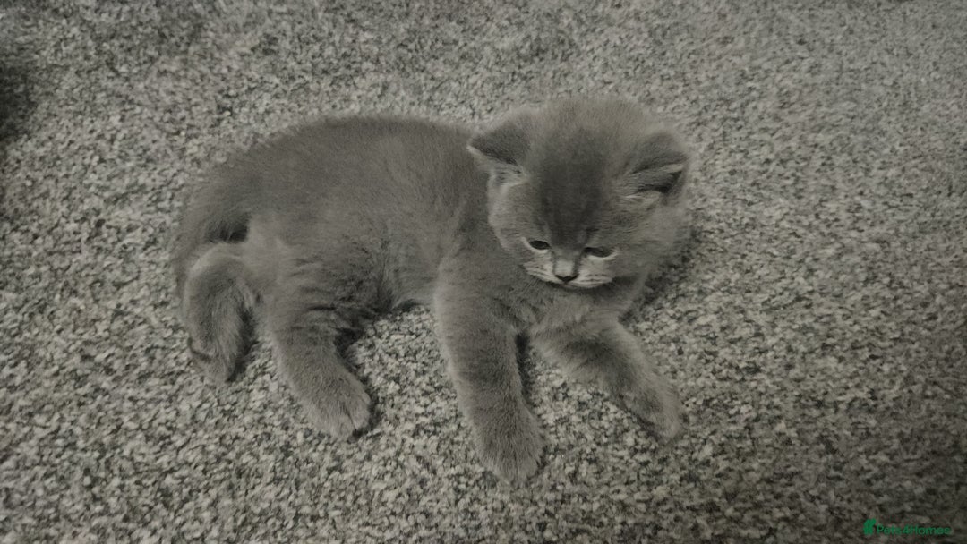 British Shorthair cats for sale: Pretty British shorthair  - Image 6