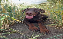 Dobermann dogs for sale: Neo.  - Image 4