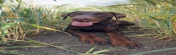Dobermann dogs for sale: Neo.  - Advert 4