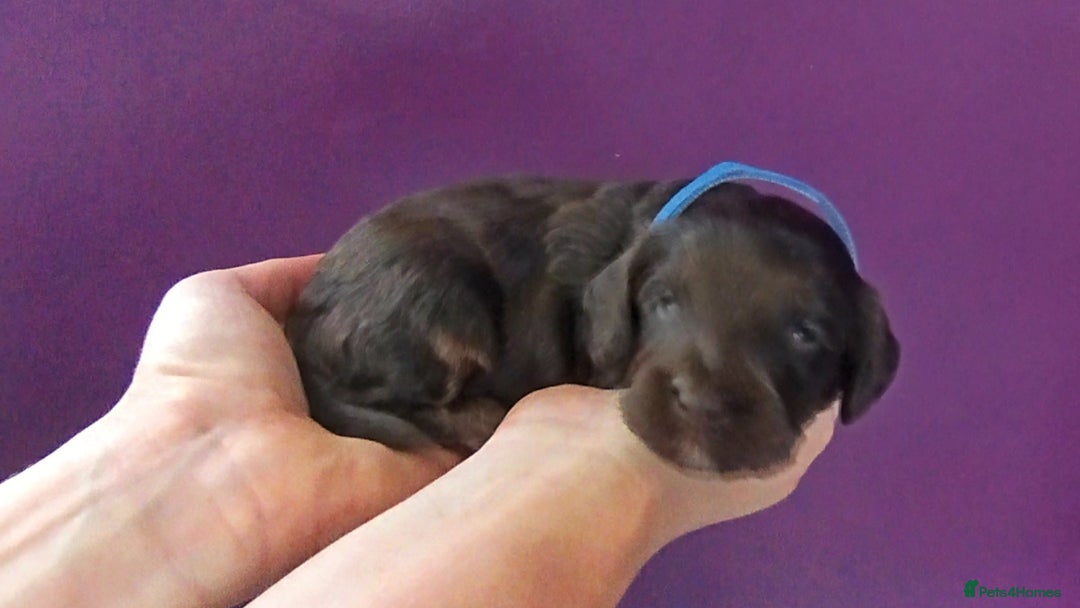 Cockapoo dogs for sale: Stunning cockapoo puppies  - Image 15