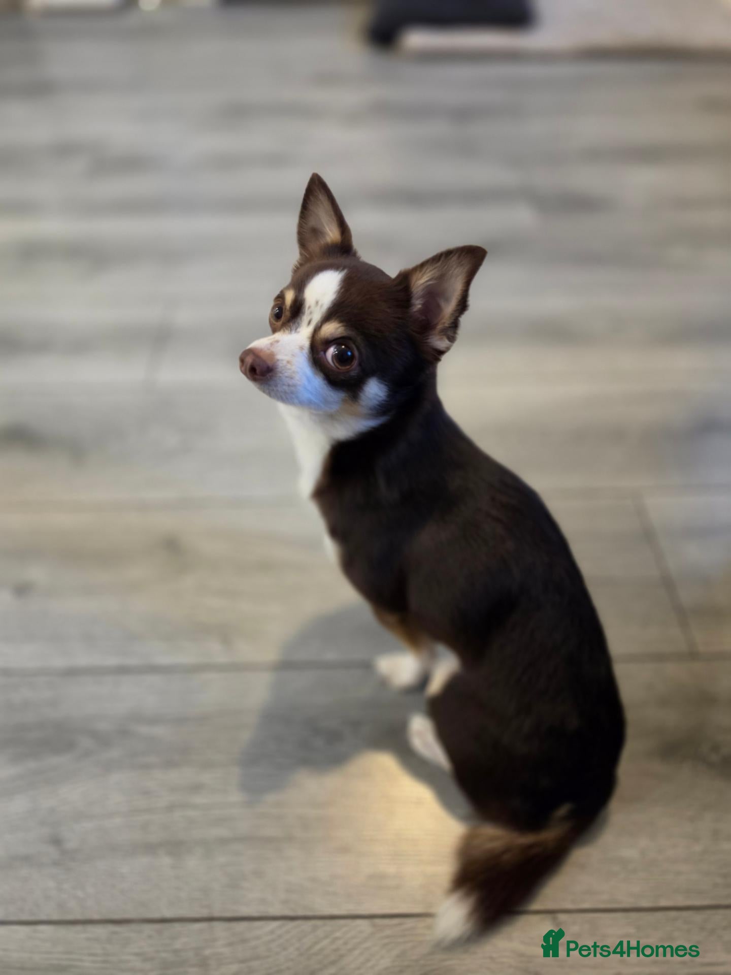 Chihuahua dogs Reggie-Quality Stud (Champion Breeding Background) - Advert 10