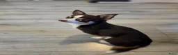 Chihuahua dogs for stud: Reggie-Quality Stud (Champion Breeding Background) - Advert 8