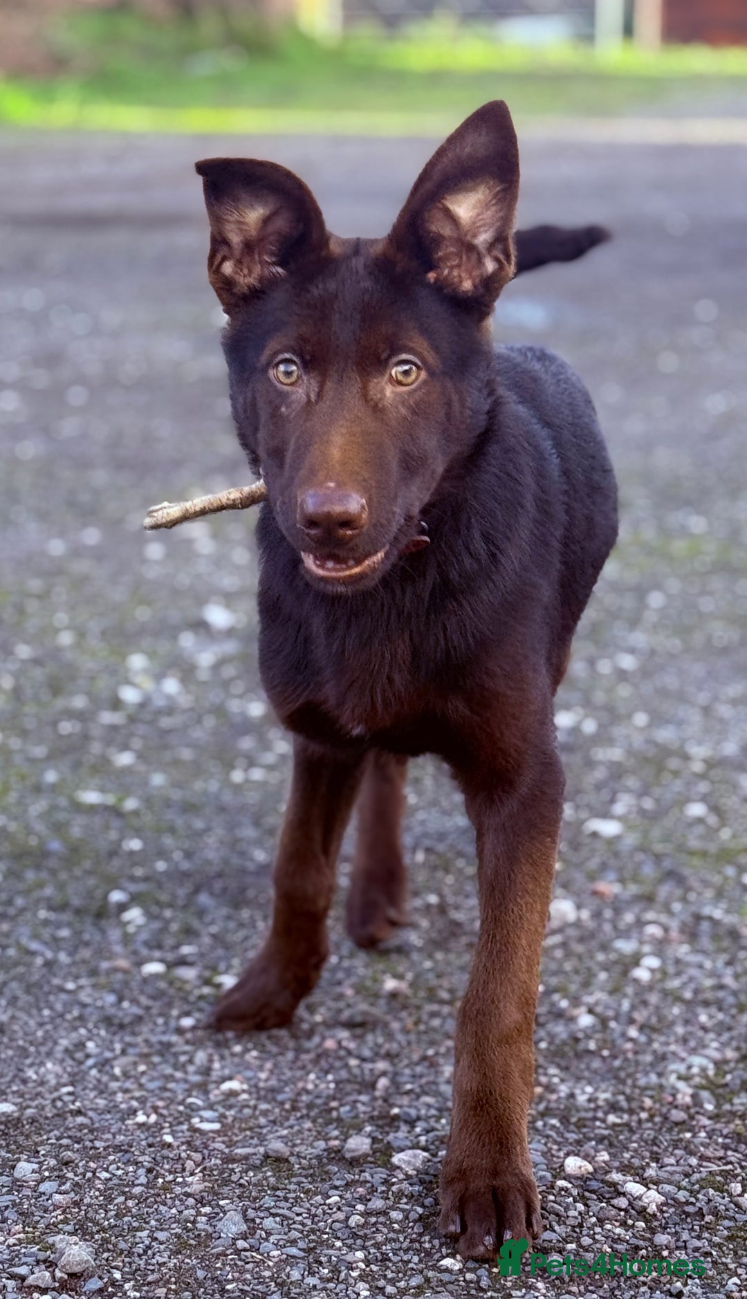 German Shepherd dogs for sale: Liver & Tan German Shepherd Young, Male, Trained  - Advert 2