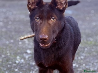 German Shepherd dogs German Shepherd Liver and Tan Male - Advert 10