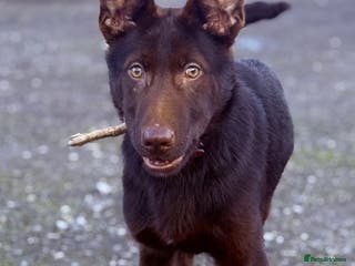 German Shepherd dogs Liver & Tan GSD - Calm, Obedient, Family Raised - Advert 17