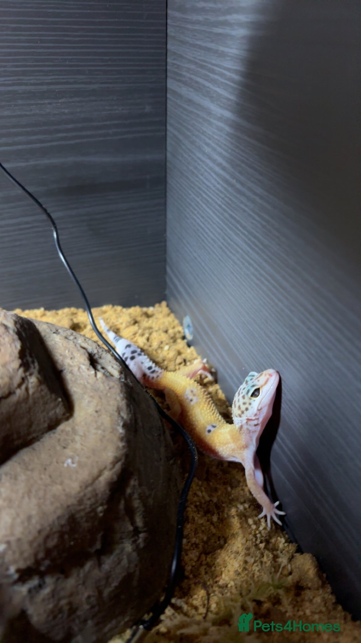 Gecko reptiles Gizmo 🦎 - Advert 1