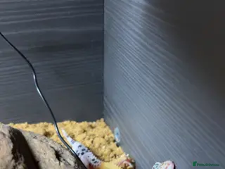 Gecko reptiles Gizmo 🦎 - Advert 1