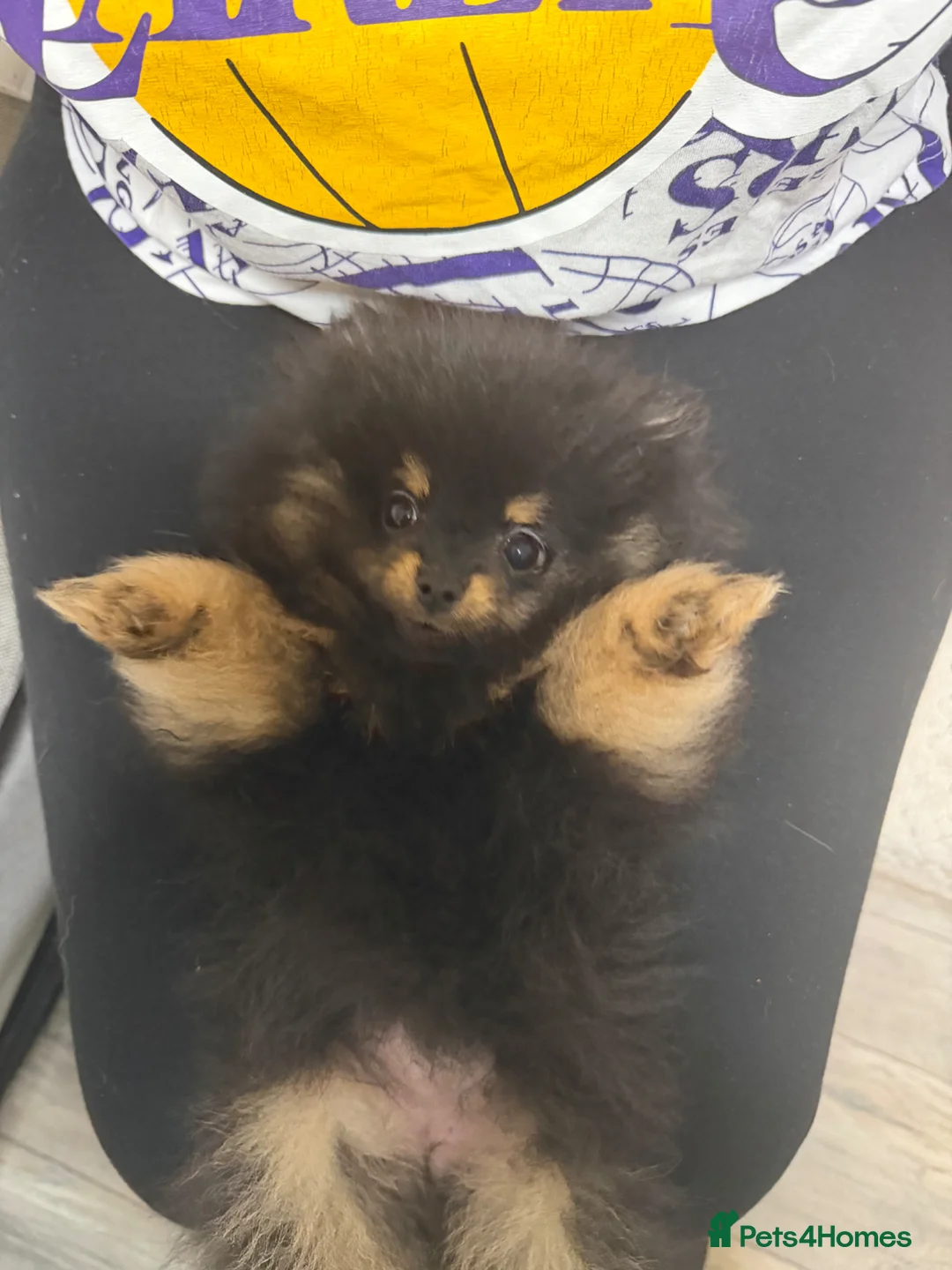 Pomeranian dogs for sale: Black & tan Pomeranian puppies 1 GIRL  - Advert 2
