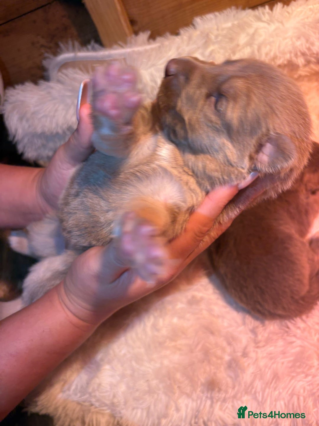 German Shepherd dogs for sale: Working KC GSD German shepherd puppies  - Image 31