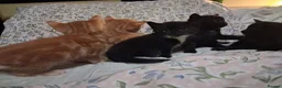Mixed Breed cats for sale: Beautiful Kittens Mixed breed - Advert 9