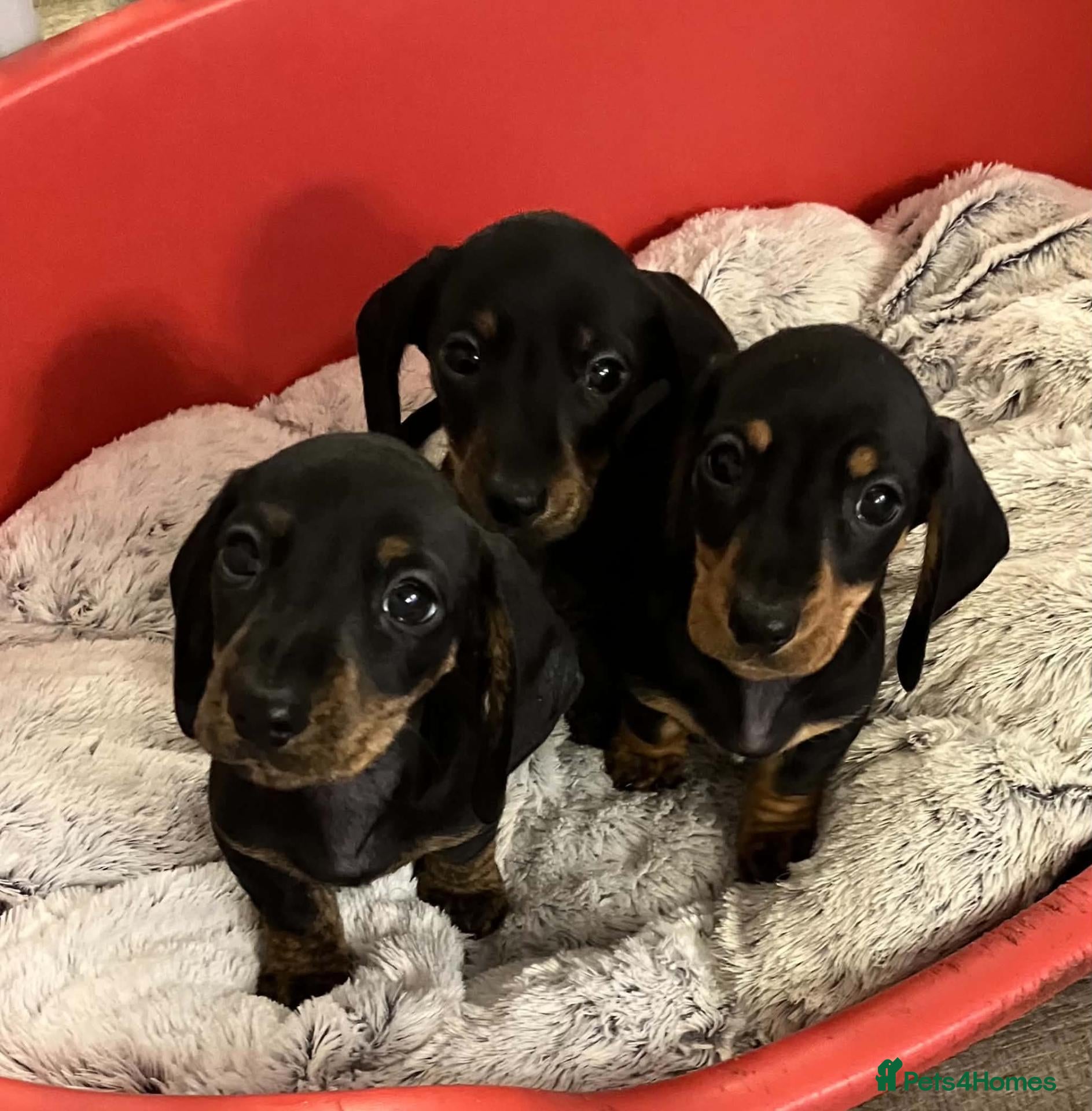 Miniature Dachshund dogs Dachshund Miniature Smooth Haired puppies - Advert 2
