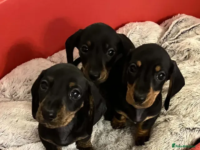 Miniature Dachshund dogs Dachshund Miniature Smooth Haired puppies - Advert 2