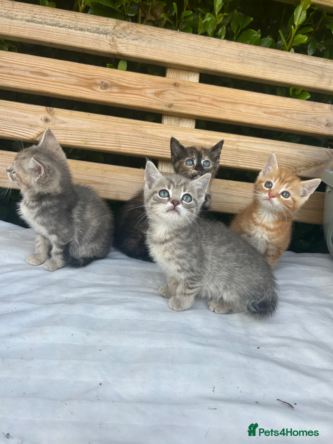 Mixed Breed cats for sale: 4 kittens for sale  - Advert 2