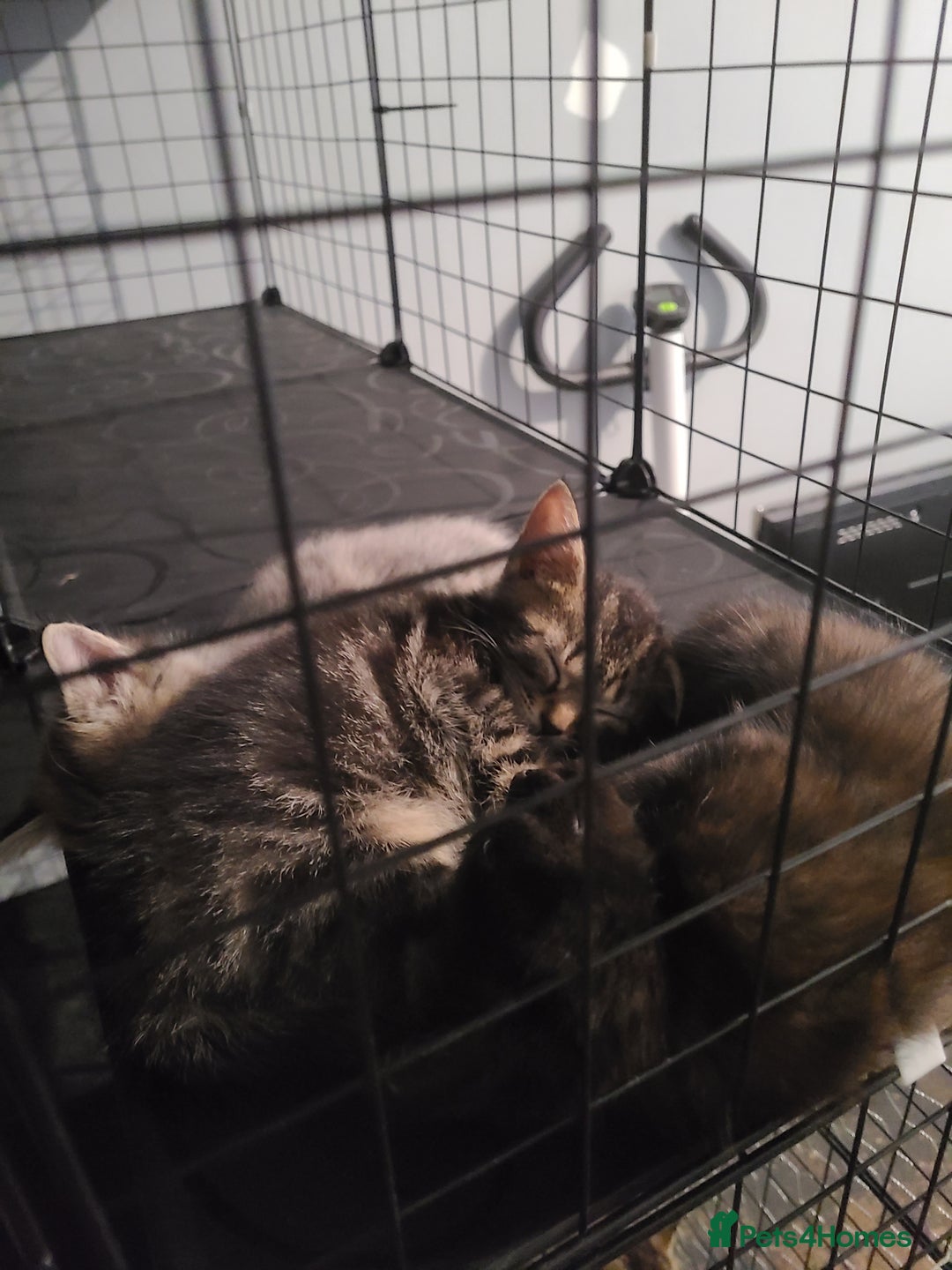 Ragdoll cats for sale: Kittens for sale - Image 12