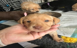 Labrador Retriever dogs for sale: Labrador puppies  - Image 22