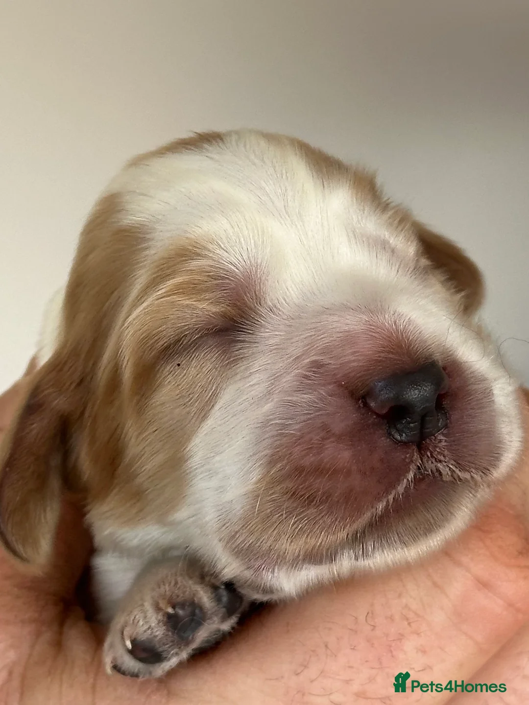 Cocker Spaniel dogs for sale: 🐾 Beautiful Show Cocker Spaniel Puppies 🐾 in Preston - Advert 1