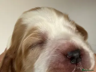 Cocker Spaniel dogs 🐾 Beautiful Show Cocker Spaniel Puppies 🐾 in Preston - Advert 5