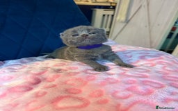 British Shorthair cats for sale: Pure British Shorthair Champion line 🥇🏆😻  - Image 8