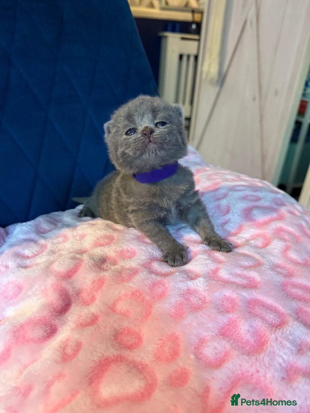 British Shorthair cats for sale: Pure British Shorthair Champion line 🥇🏆😻  - Image 8